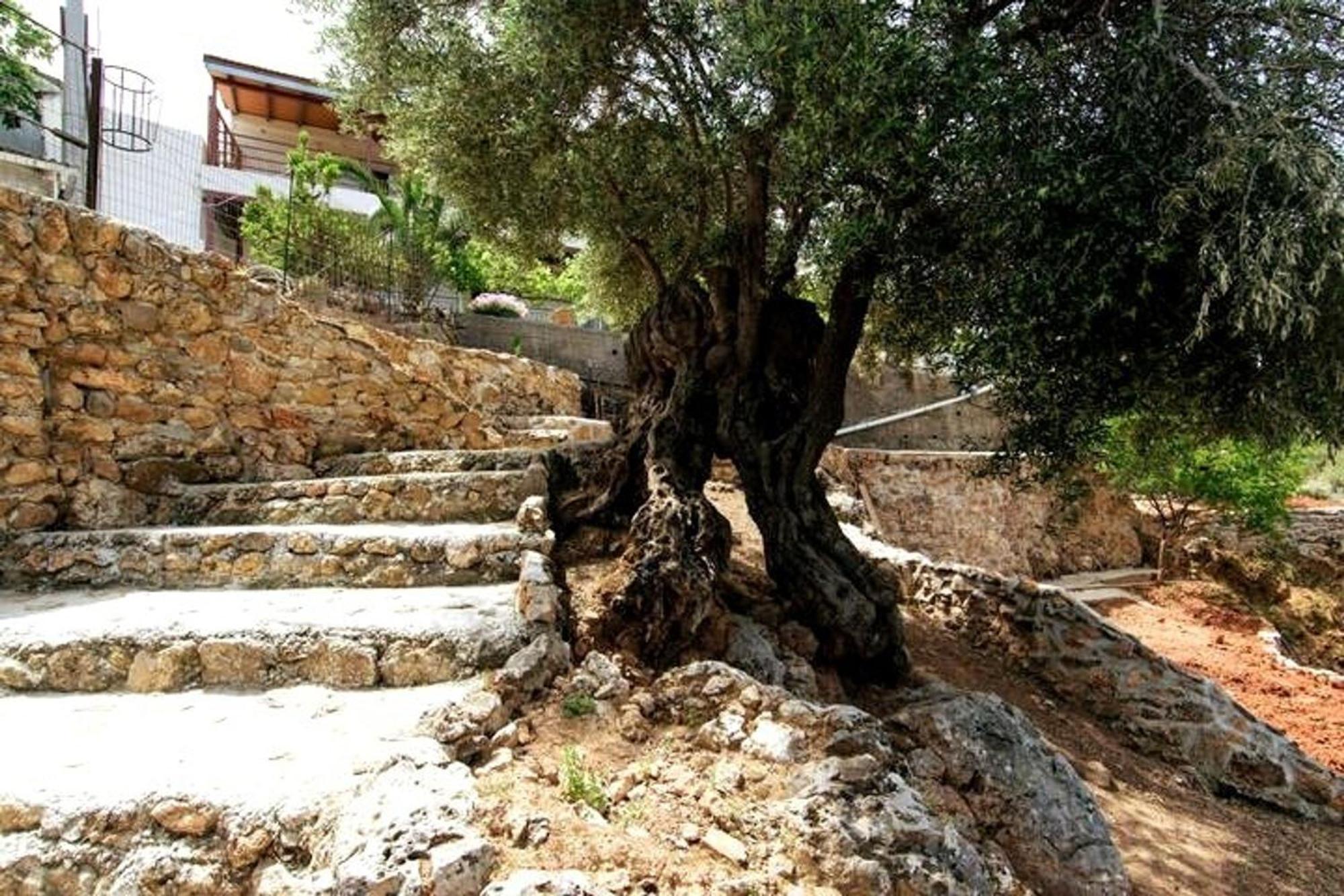 Aoria Traditional House With Stuning Mountain View Loulos Εξωτερικό φωτογραφία